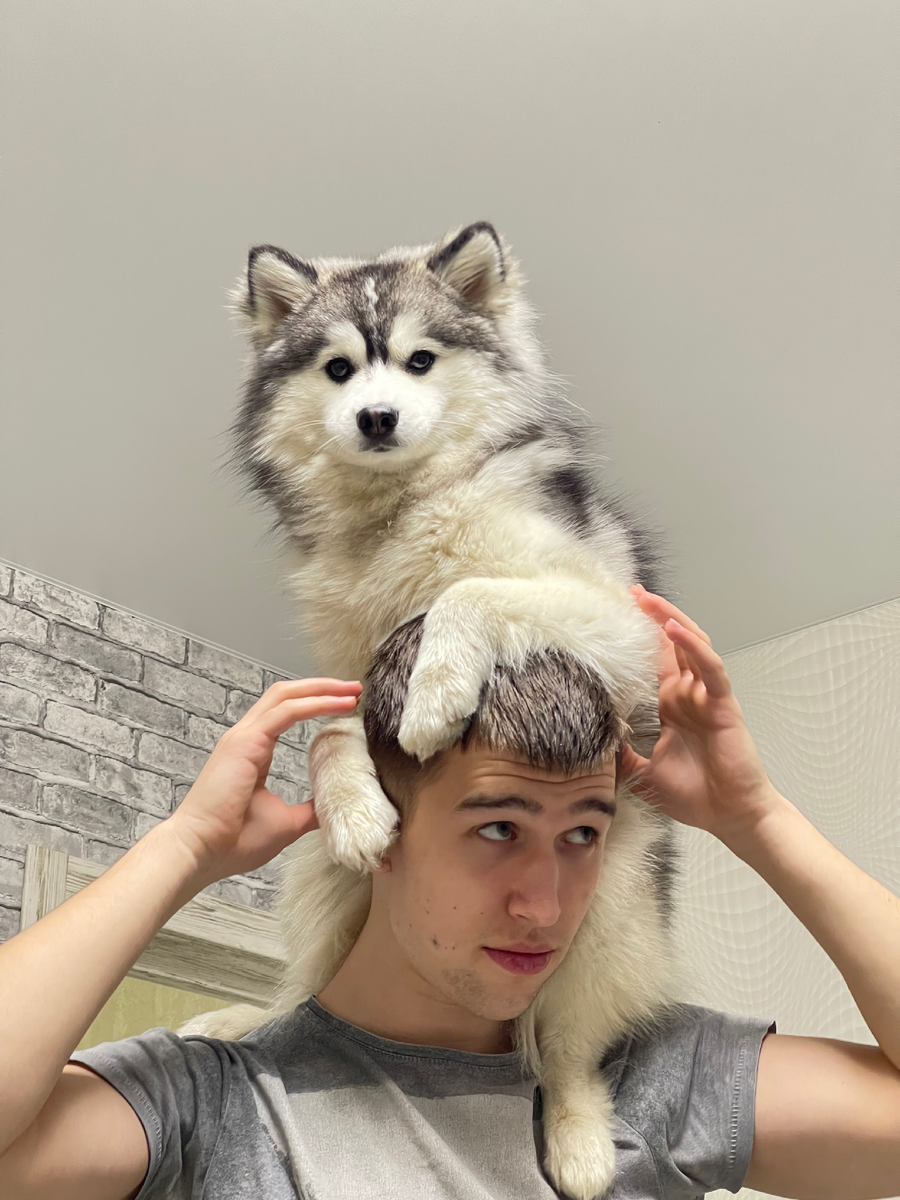 Финик: "Ездовая порода - это мой хозяин"