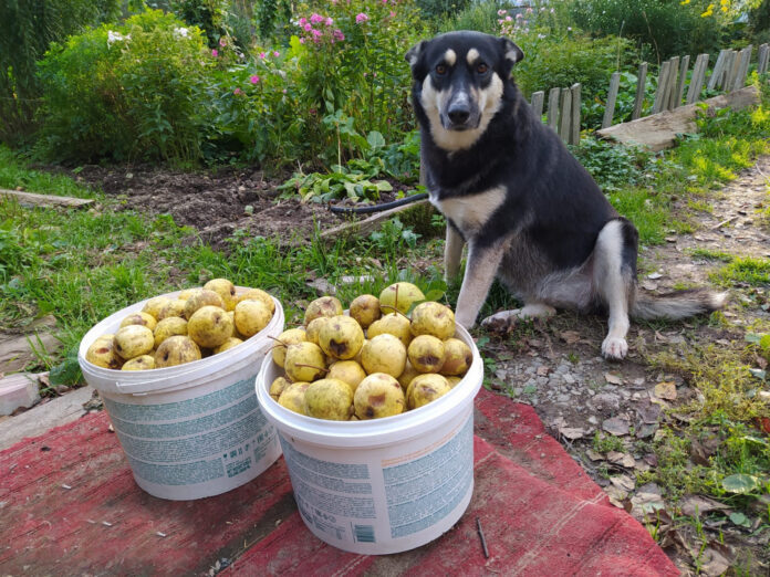 «Хозяин «отгружает», а я сторожу».