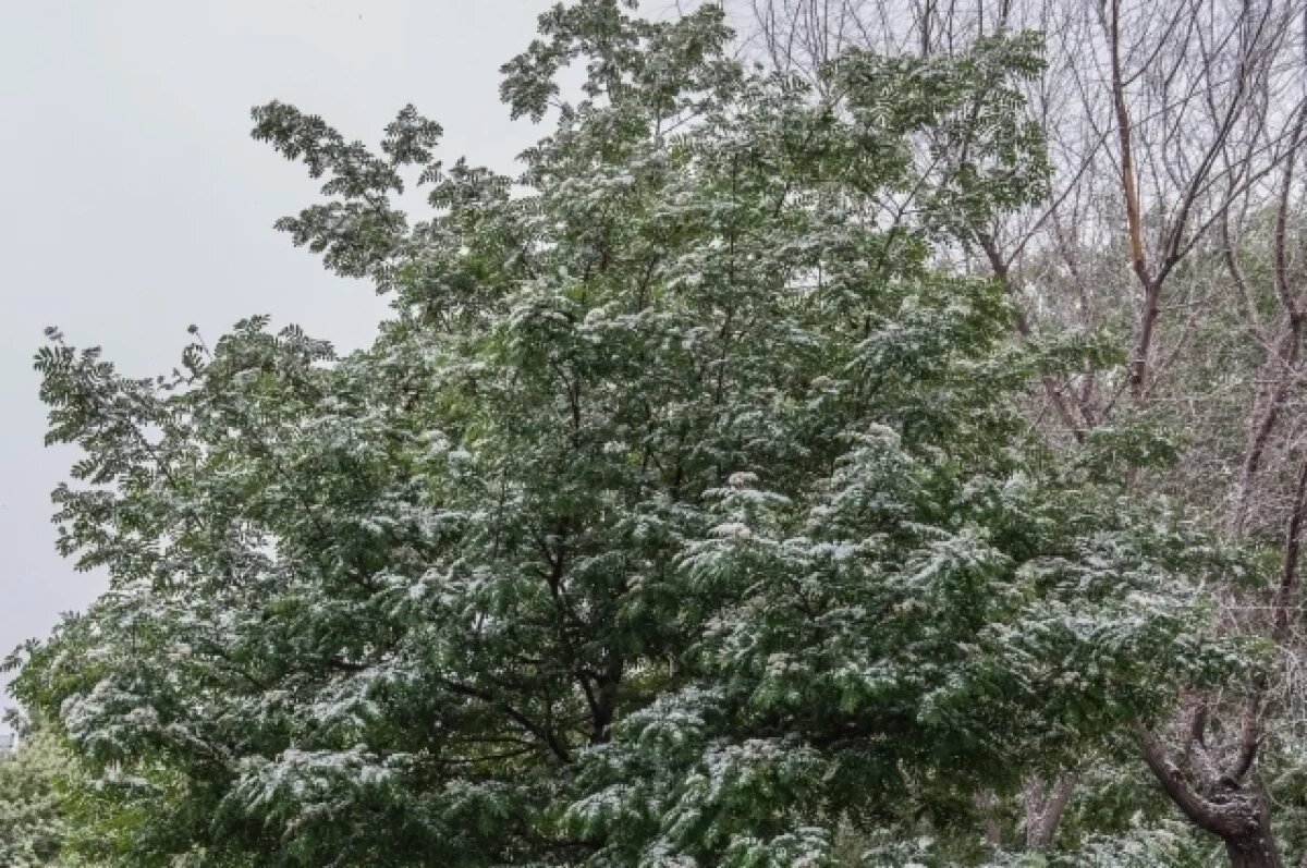    Снег продолжит идти на Алтае днем 7 октября