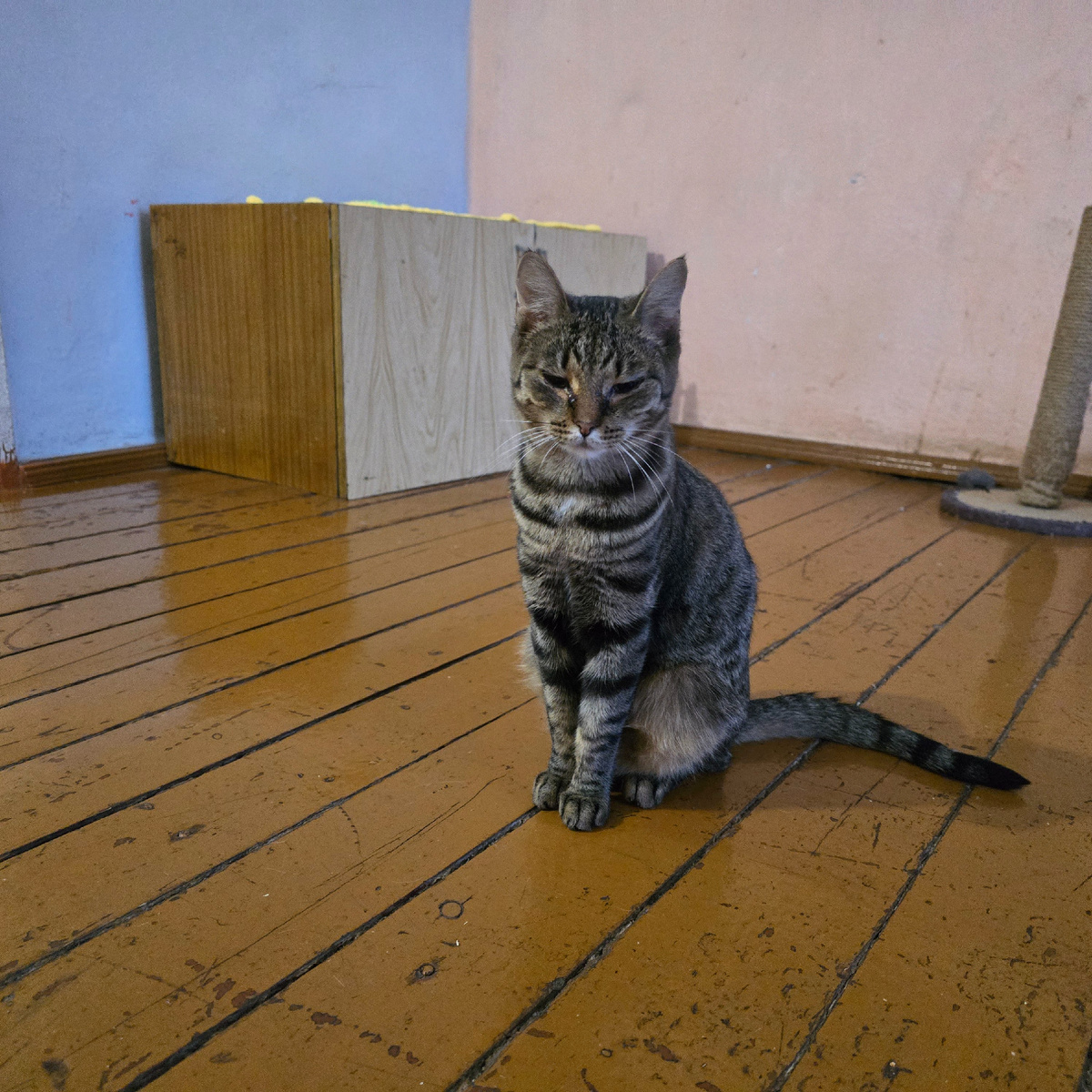 кошка Матрёшка