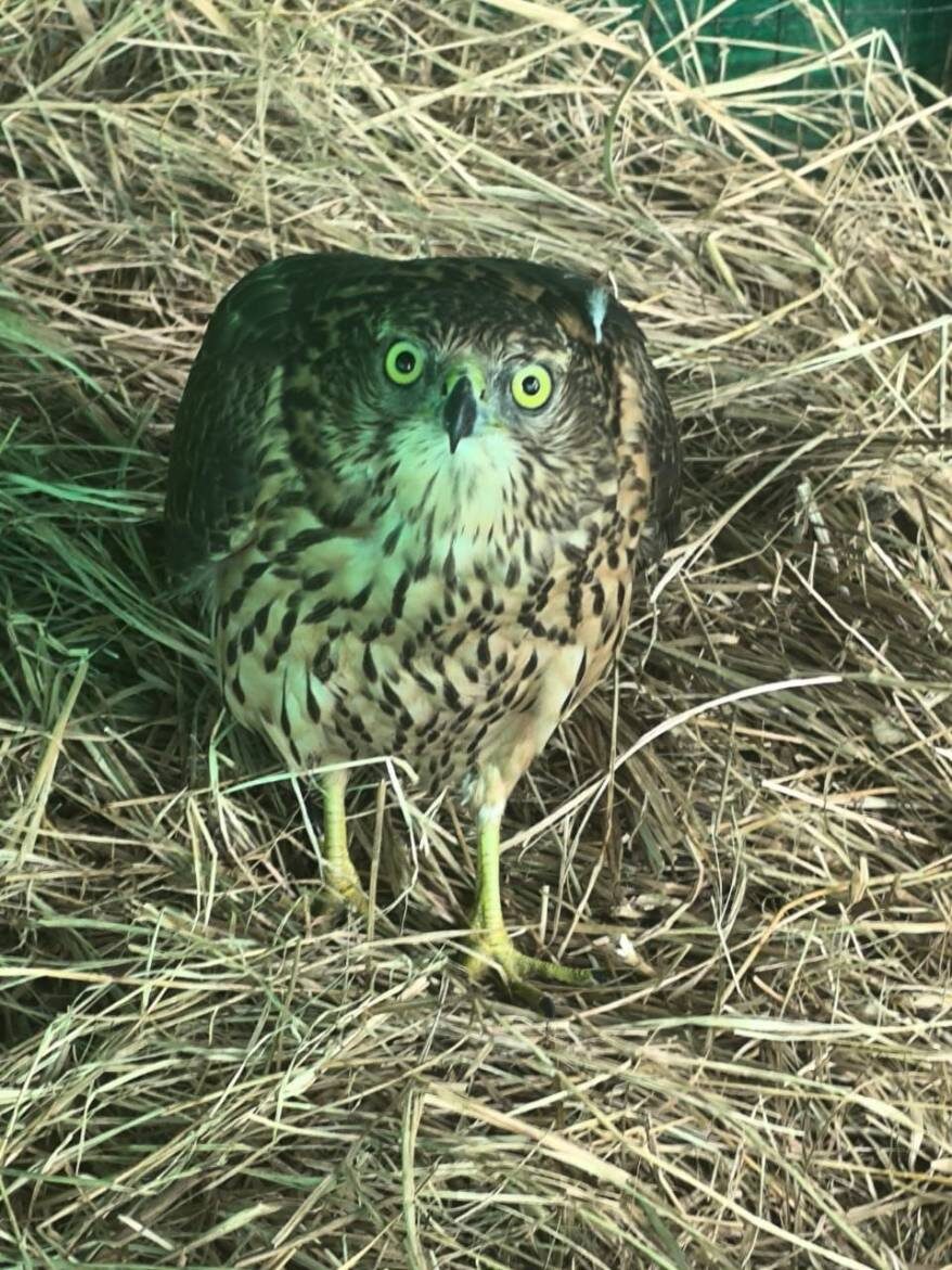    Источник фото: Центр "Тигр"