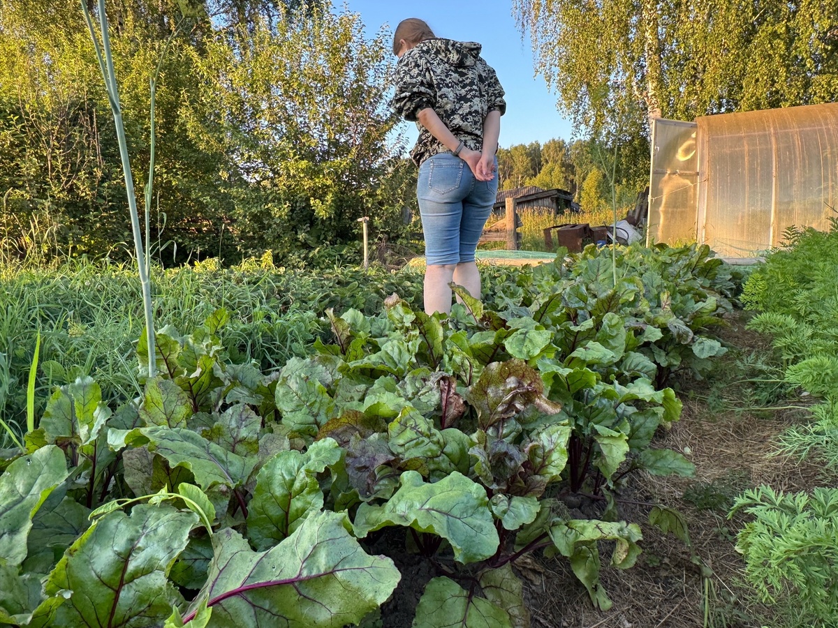    Толпа китайцев собралась у бабушкиного огорода и молила продать им сорняк: "русское чудо", которое в России не ценят