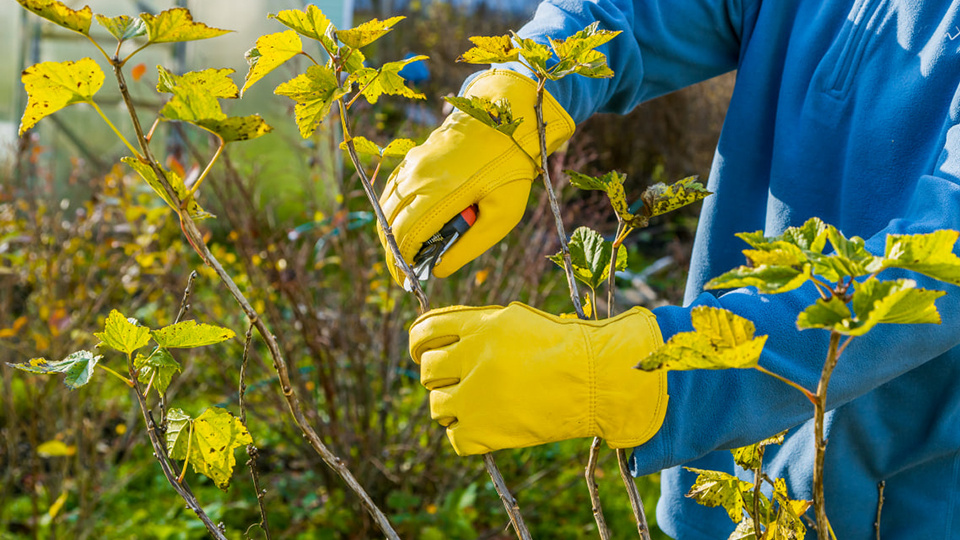 Не совершите эту ошибку: от ваших действий осенью зависит урожай смородины в следующем году