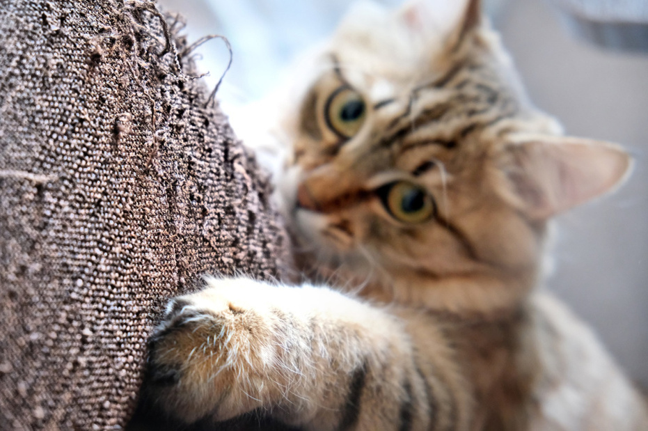    Shutterstock/FOTODOM