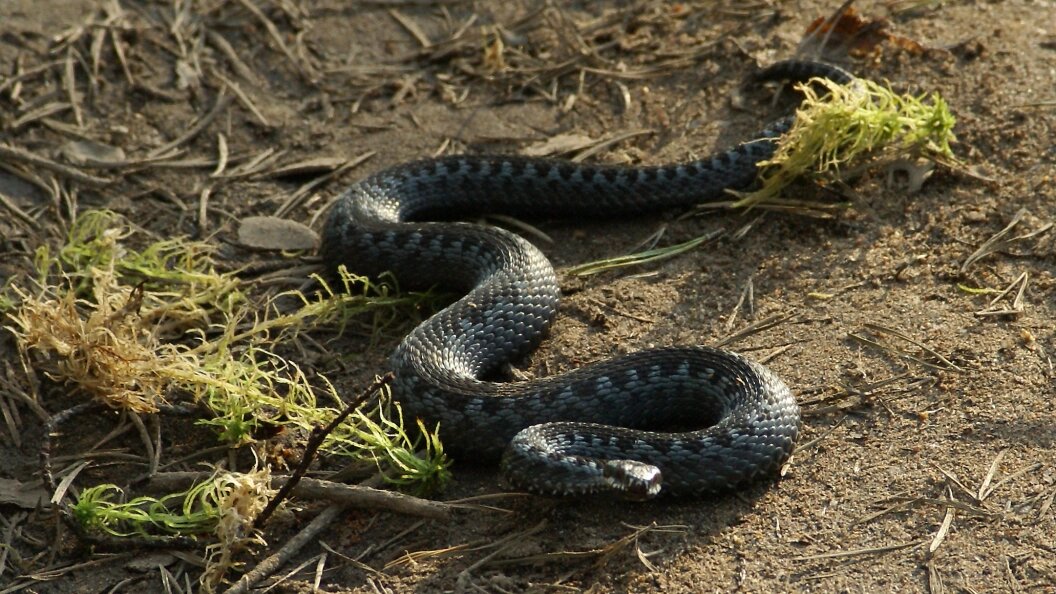    Фото: Aleksey Smyshlyaev/Globallookpress