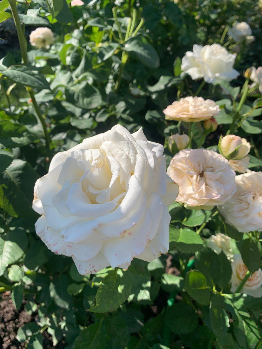 розы Папа иоанн Павел 2 и Пасстелла, все фото автора