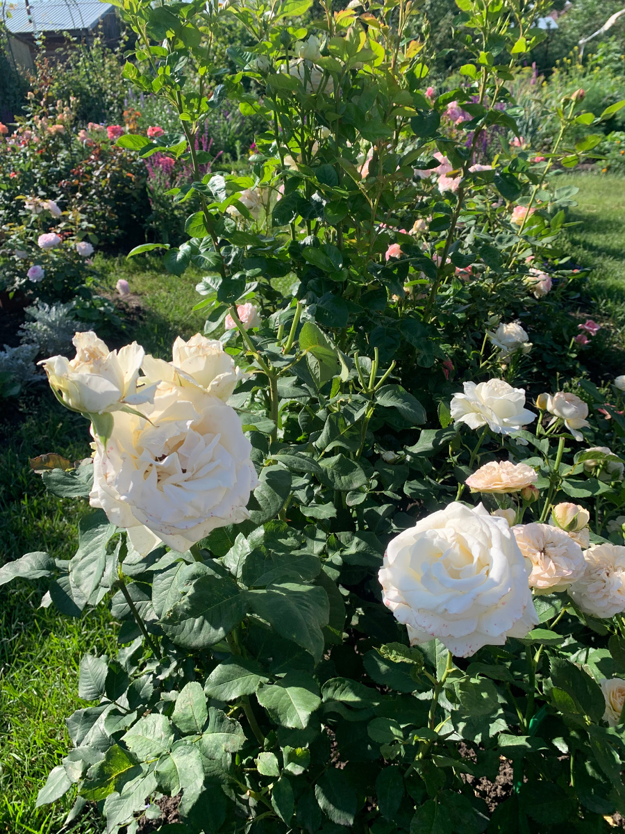 розы Папа Иоанн Павел 2 и Пасстелла,