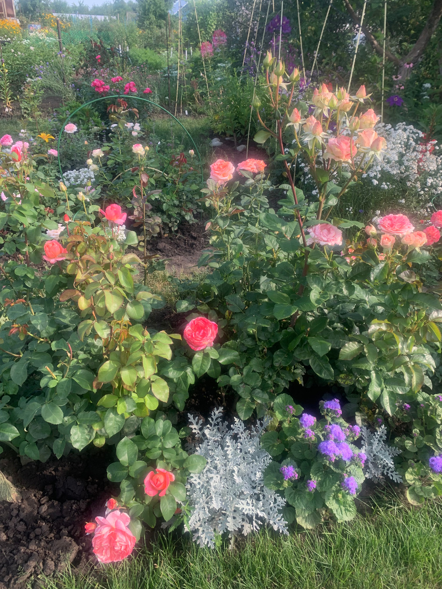 розы Мадмуазель Мейян и Эрмоза, все фото автора.