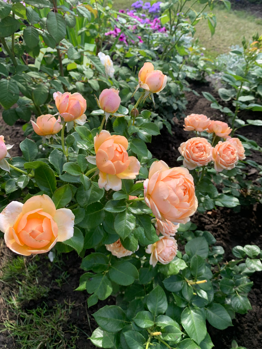 роза Йорз ин Континьюд Фрэндшип 