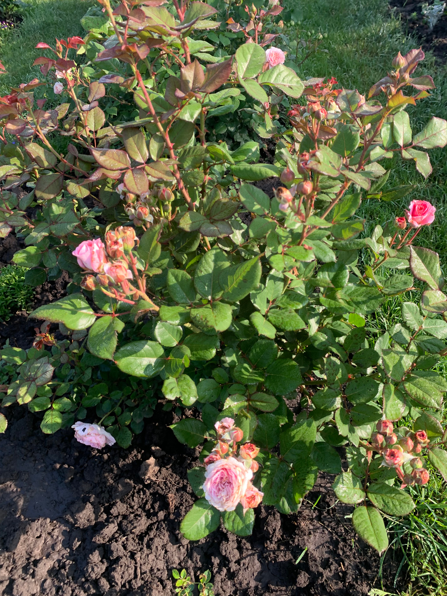 15.06.25.роза Графиня Мария Генриетта.