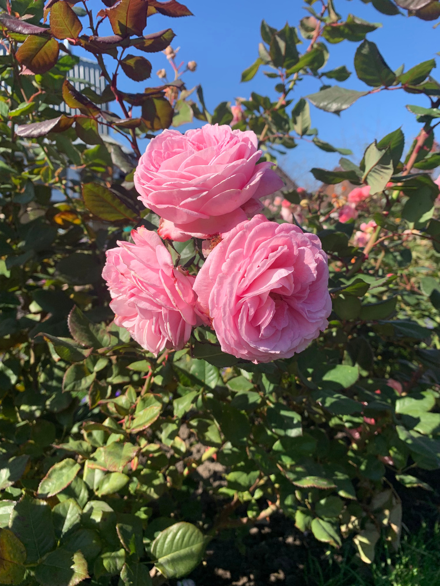 27.09.25 роза Графиня Мария Генриетта.