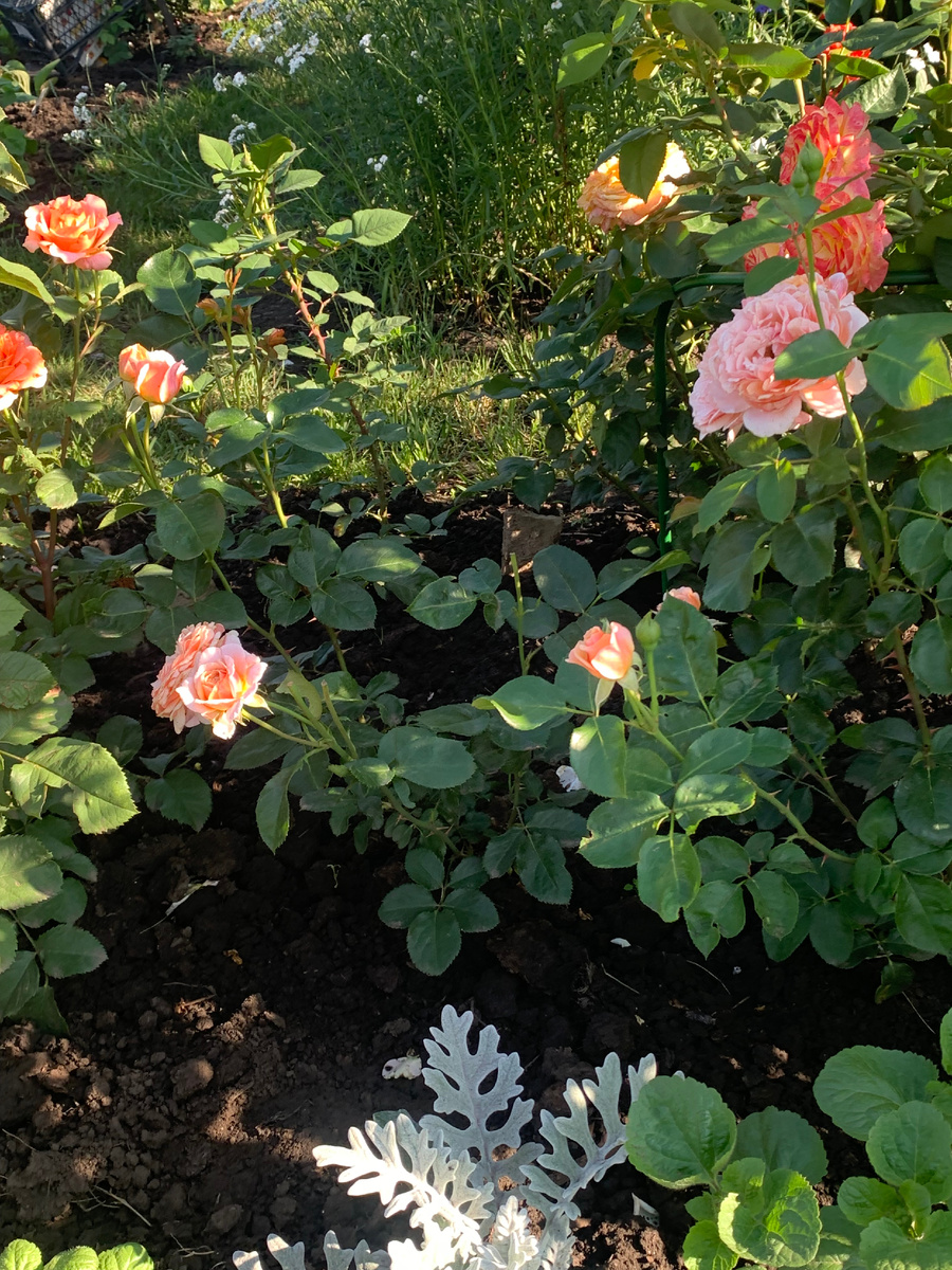 роза Парфам д'Орлеанс, в галереи 2 фото.