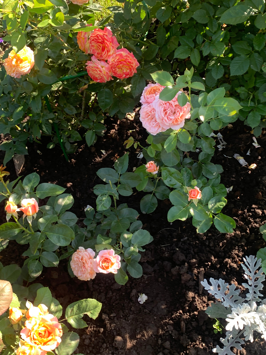 роза Парфам д'Орлеанс