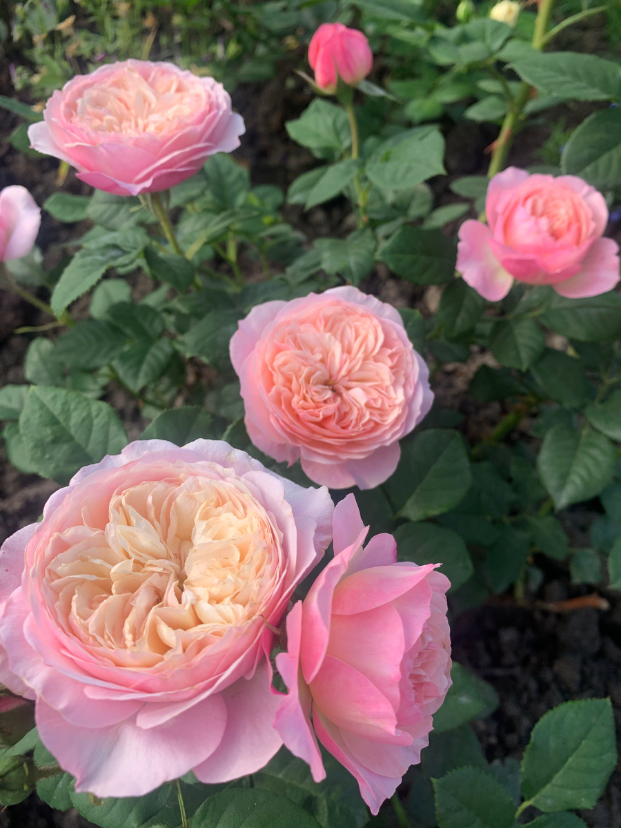 роза Констанс, все фото автора