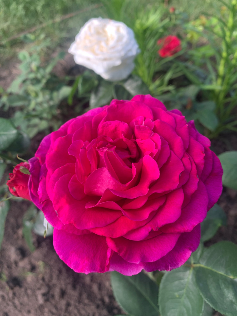 роза Веласкес и Ломоносов.