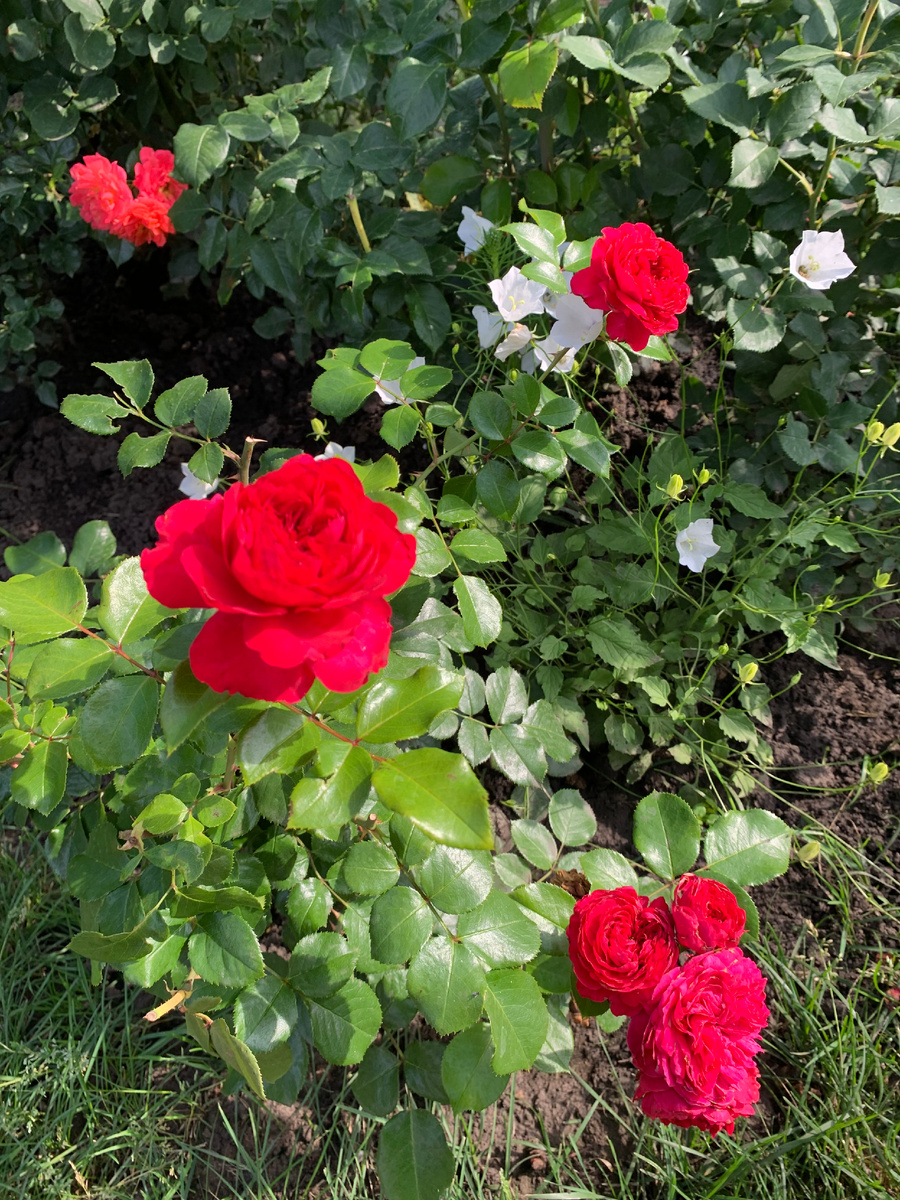 роза Ред Леонардо да Винчи, все фото автора