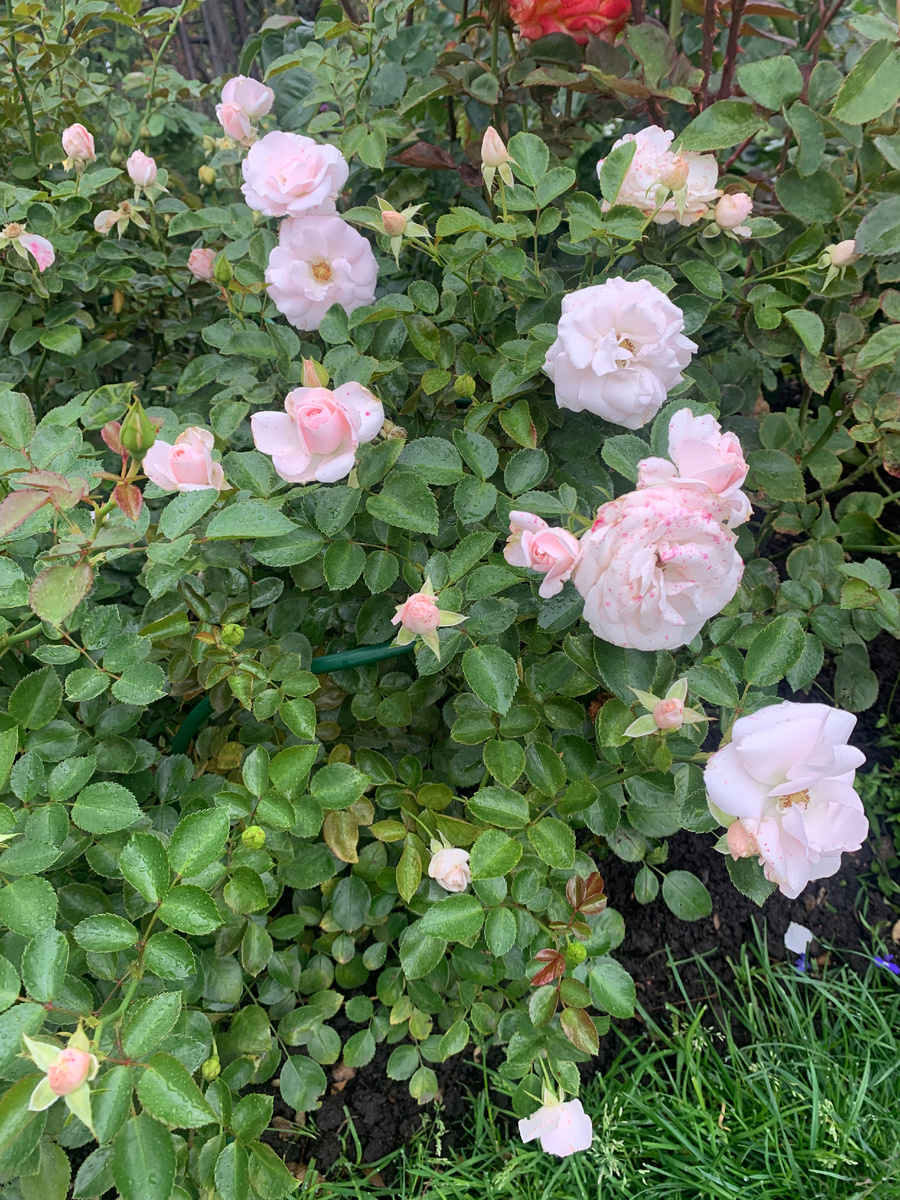 роза Аспирин