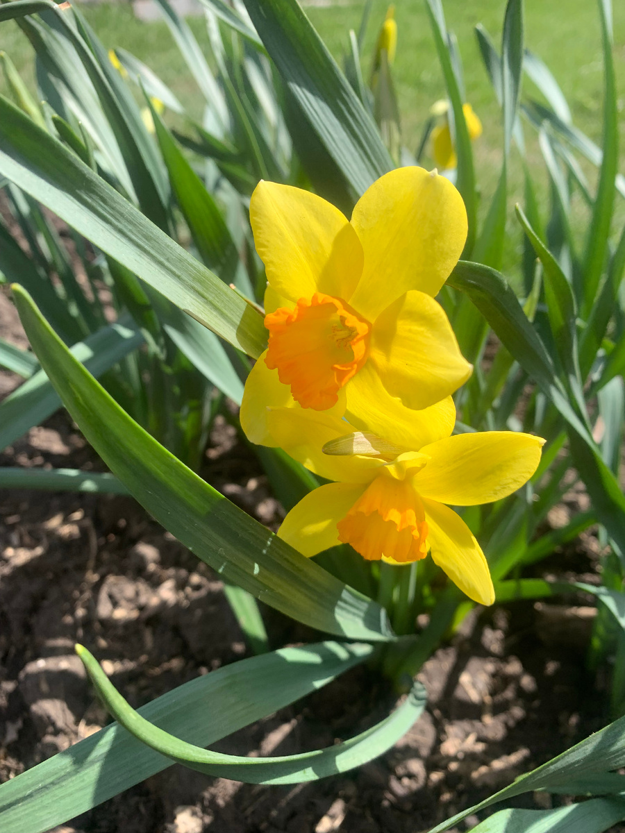 нарциссы, все фото автора