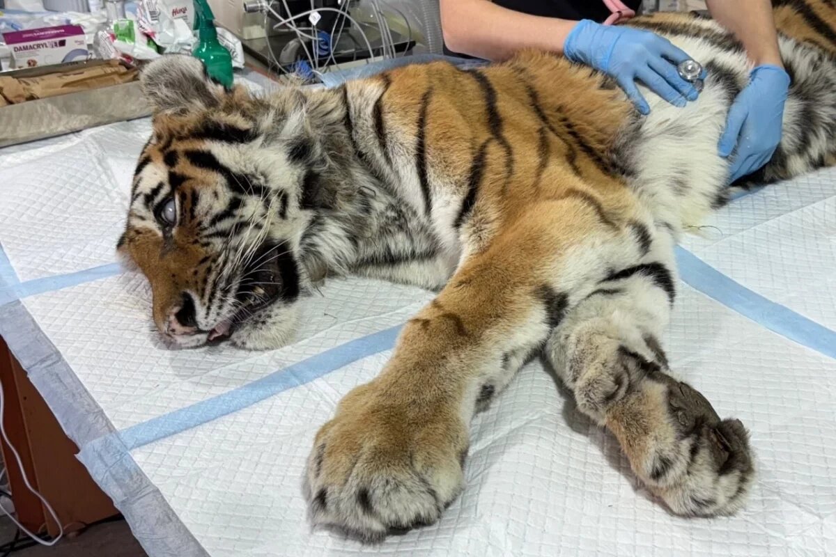    В Хабаровске ветеринары удалили глаз у травмированной тигрицы