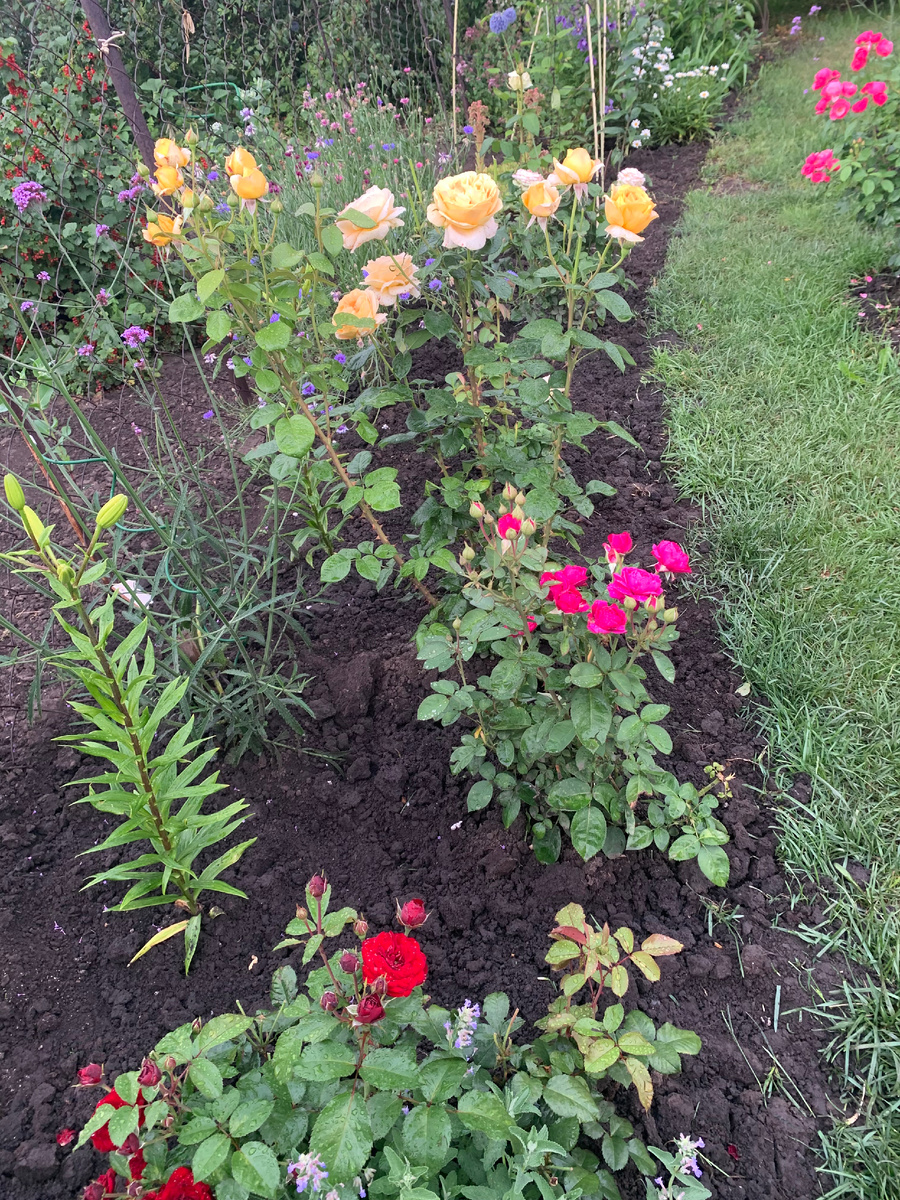 розы Лаваглут, Хайди Клум, Кэндллайт., все фото автора.