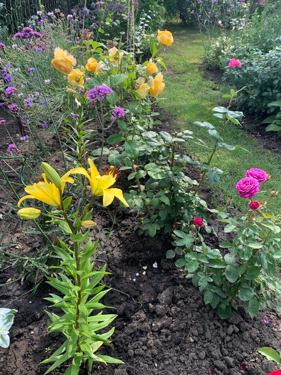 пересаженная лилия расцвела.