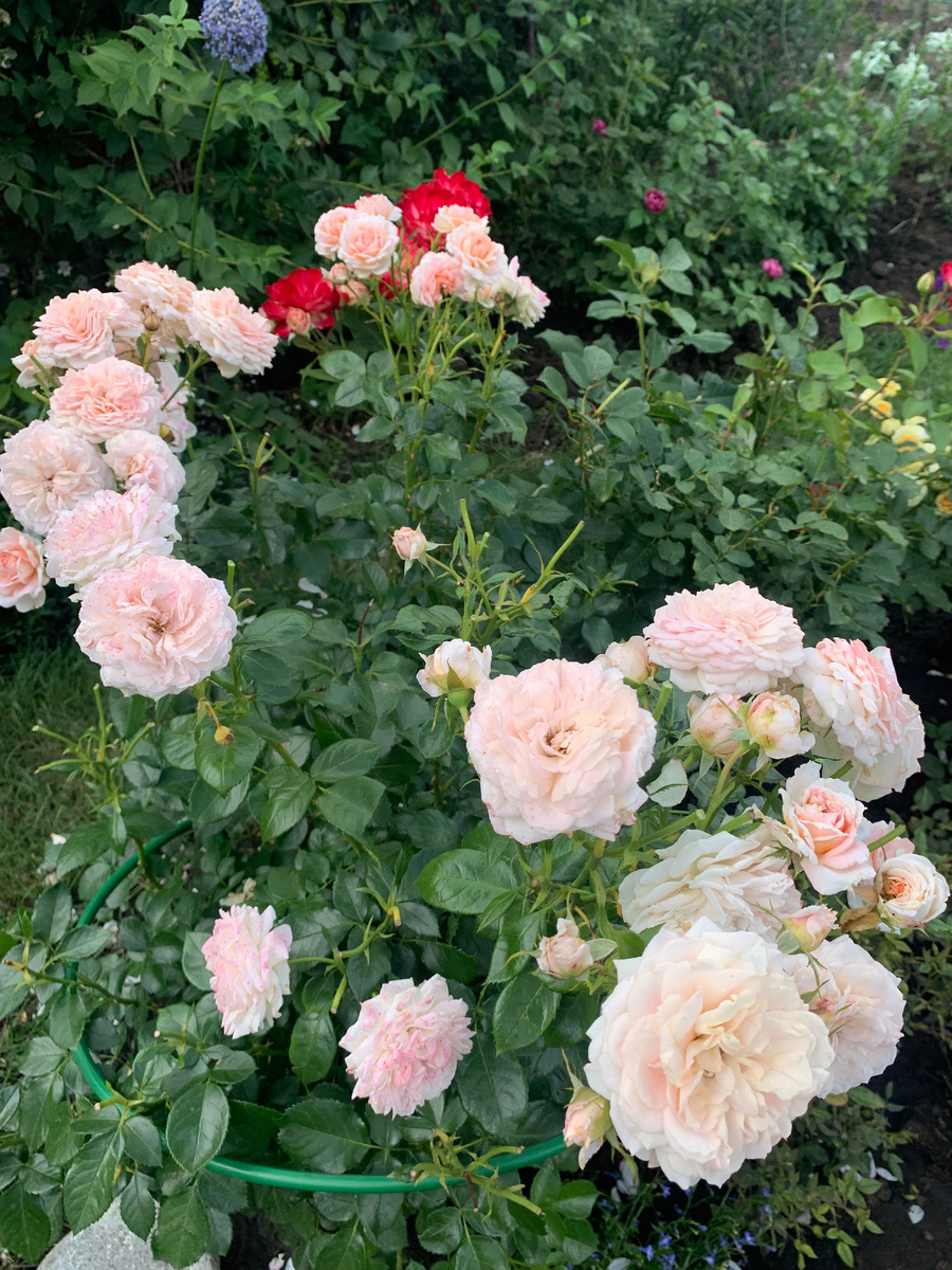 02.07.25 Роза Кремоза. Все фото автора