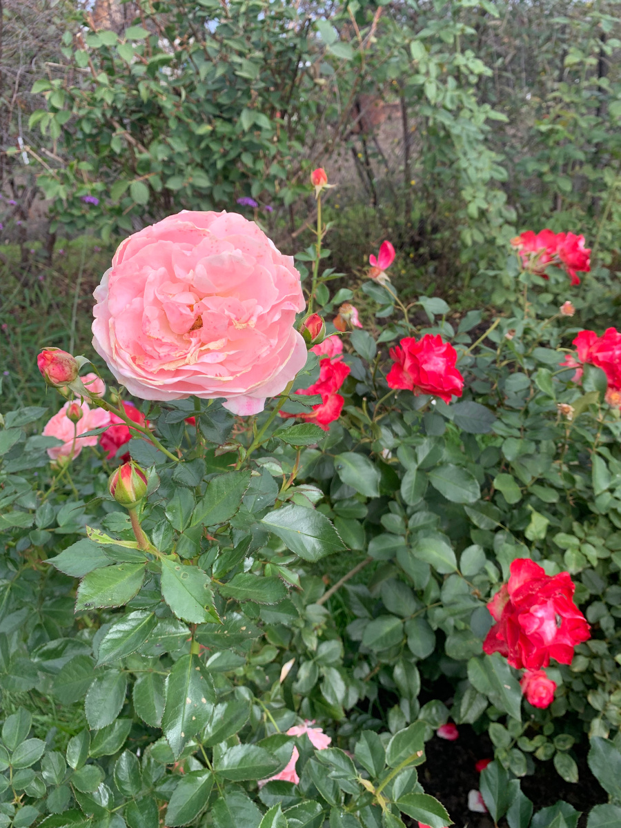 13.09.25 роза Кремоза