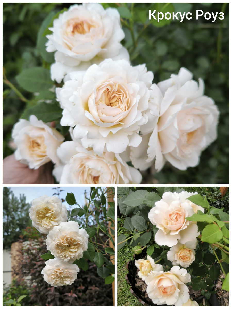 Крокус роуз. Коллаж Татьяны.