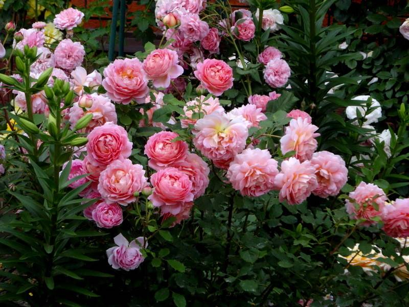 Роза Джубили Селебрейшн, фото из свободного источника.