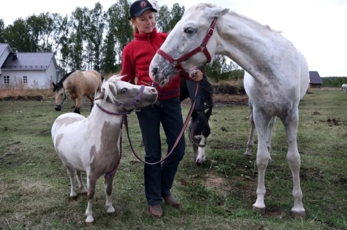    В мэрии Перми готовят запрет на катание на лошадях и пони в городе