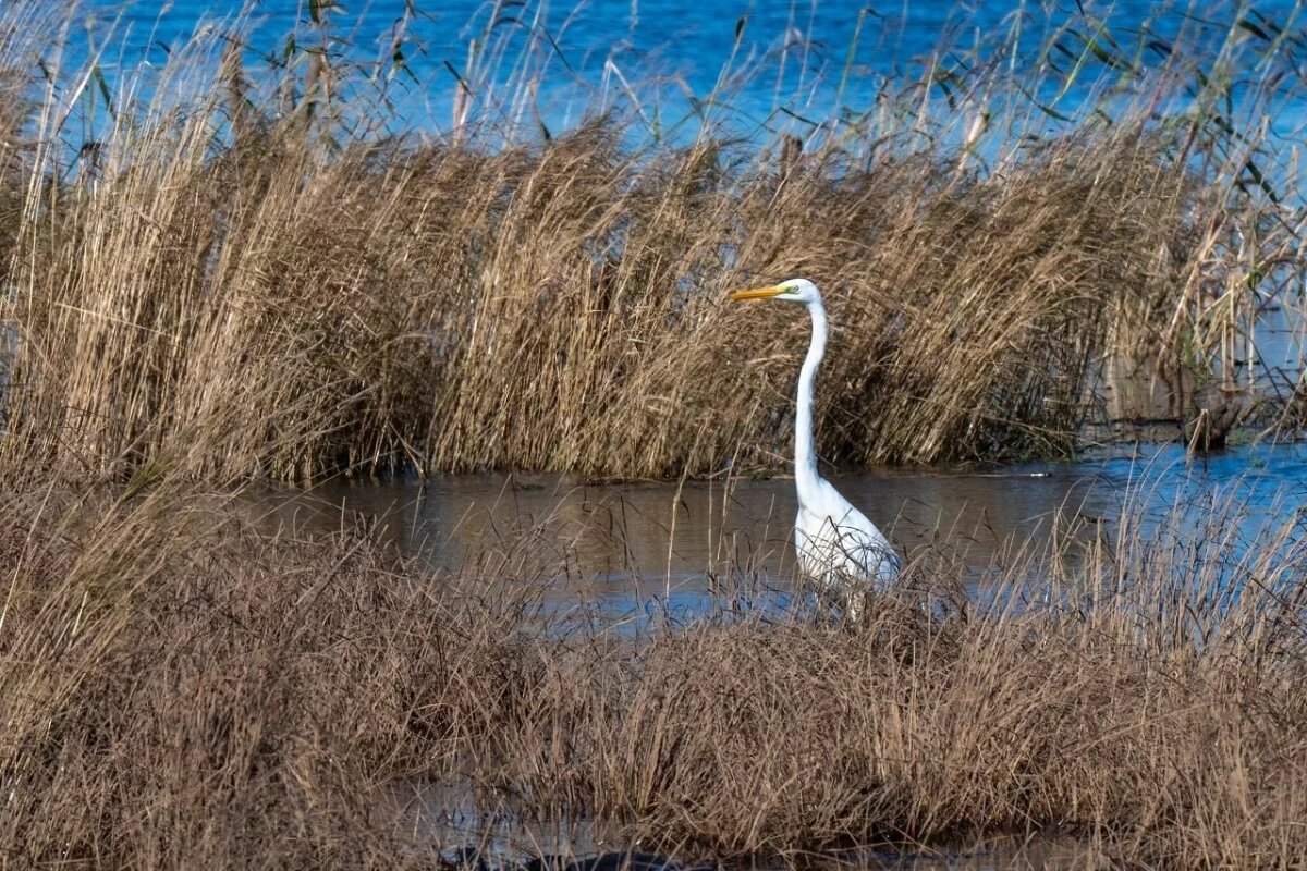    Редкую белую цаплю заметили возле Комсомольска-на-Амуре