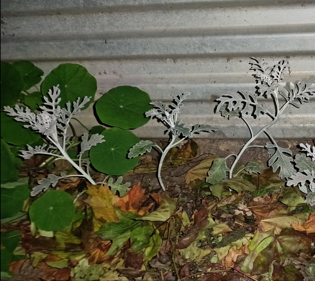 На переднем плане под листьями как раз сидят детки хосты 