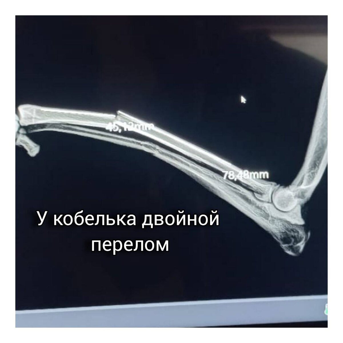 Двойной перелом передней лапы. Фото из архива автора