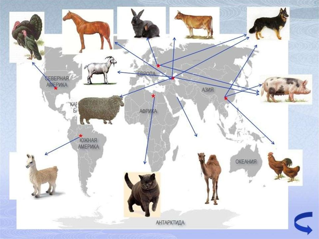 Центры первого одомашнивания животных.