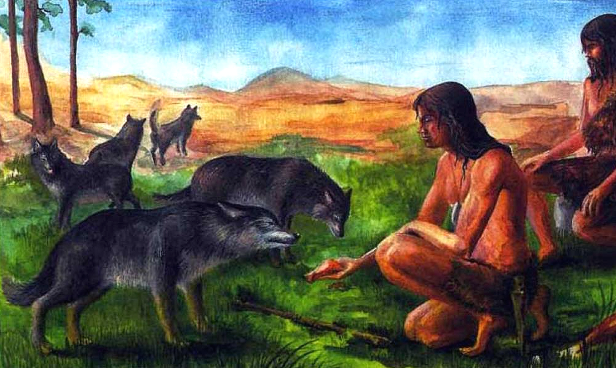 Волки стали первыми доверять человеку.