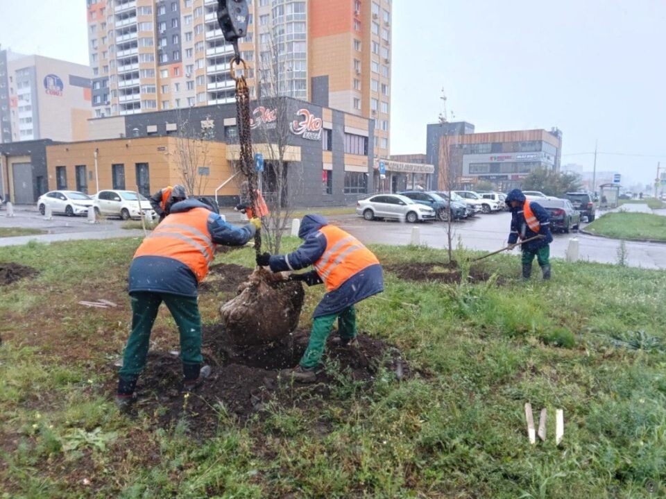    Осенняя посадка деревьев в Барнауле. Источник: barnaul.org