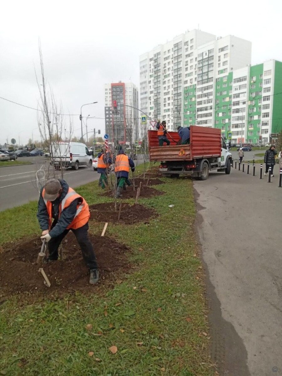    Осенняя посадка деревьев в Барнауле. Источник: barnaul.org
