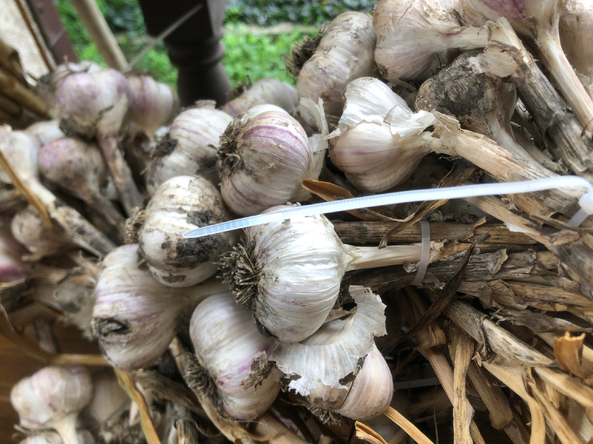 Урожай чеснока этого года.