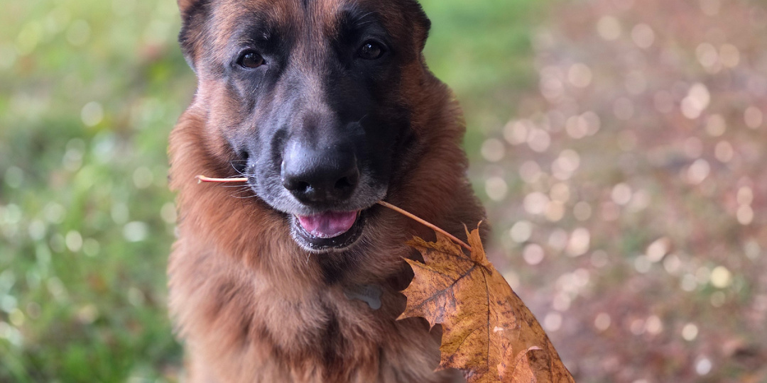 У овчарок слабый желудок? Собак нельзя кормить сырым мясом? Или как мы Рекса месяц лечим не понятно от чего
