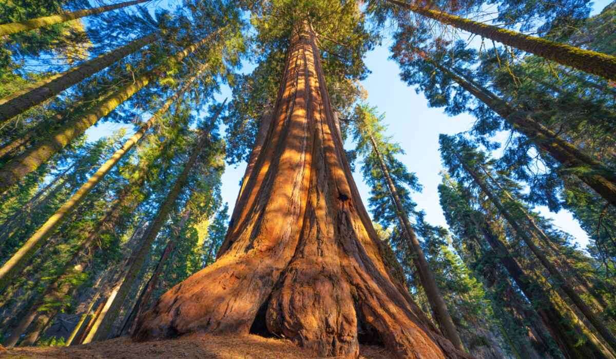 https://housing.com/news/wp-content/uploads/2023/01/Sequoia-tree-How-to-grow-and-care-for-Sequoiadendron-giganteum.jpg
