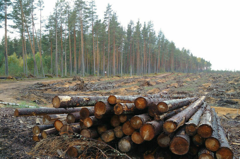   Игорь Самохвалов/ПГ