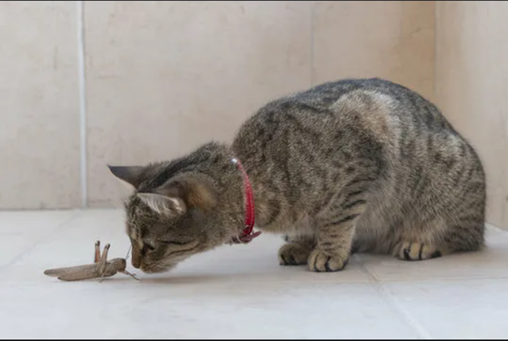 Фото из свободных источников, добавлено автором канала "СобачьЯ жизнь".