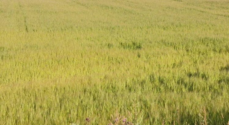    Фото: Лукьянов Дмитрий, AgroXXI.ru