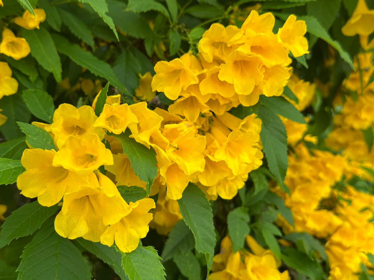 Желтые цветы около Макро.