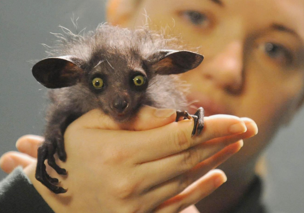 На нашем Ютуб канале Zoo есть видео про Мадагаскарскую руконожку, ссылки в описании канала на Дзен