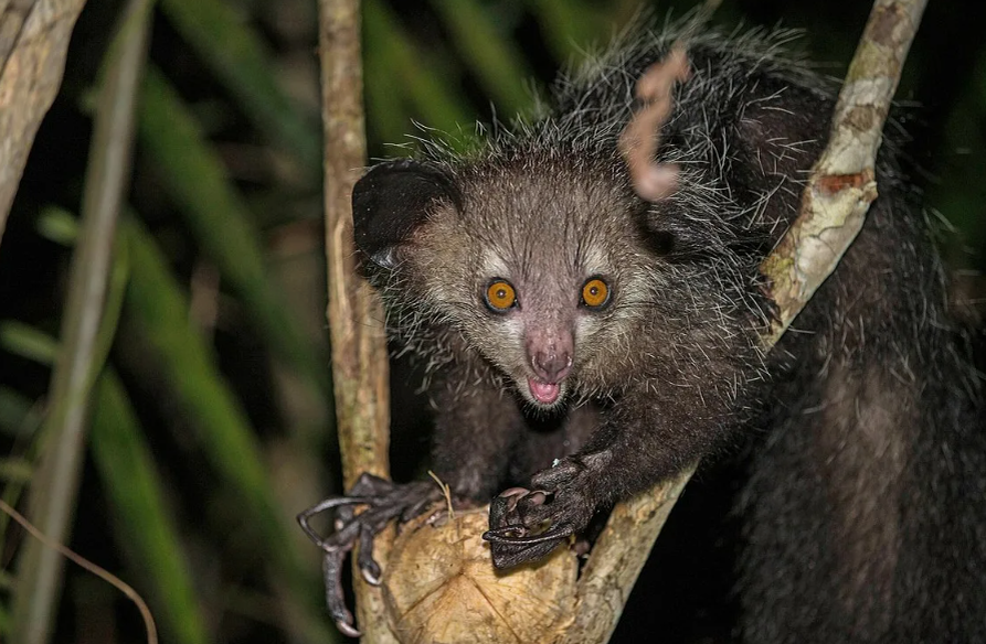 Его передние зубы растут всю жизнь, как у бобра, — это единственный примат с такими «вечными» резцами.