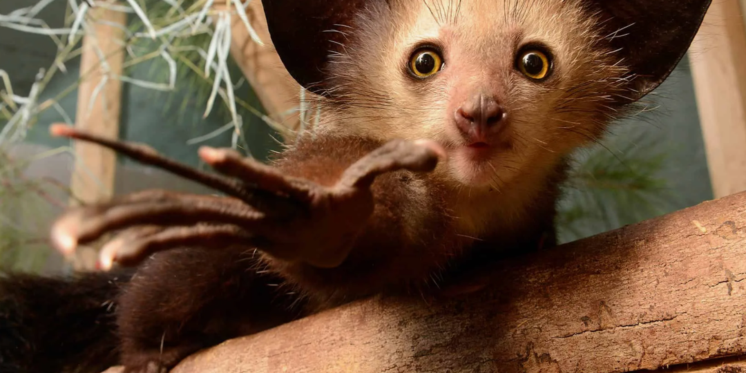 Ай-ай (Мадагаскарская руконожка): ночной "дятел" среди приматов