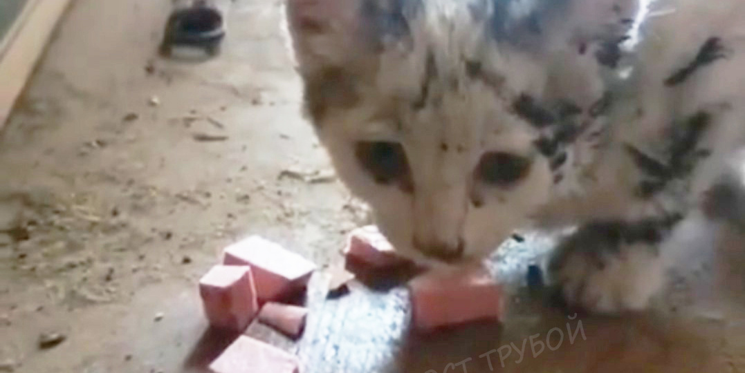 Из заморыша в красавчики. Каким стал маленький фронтовичок.