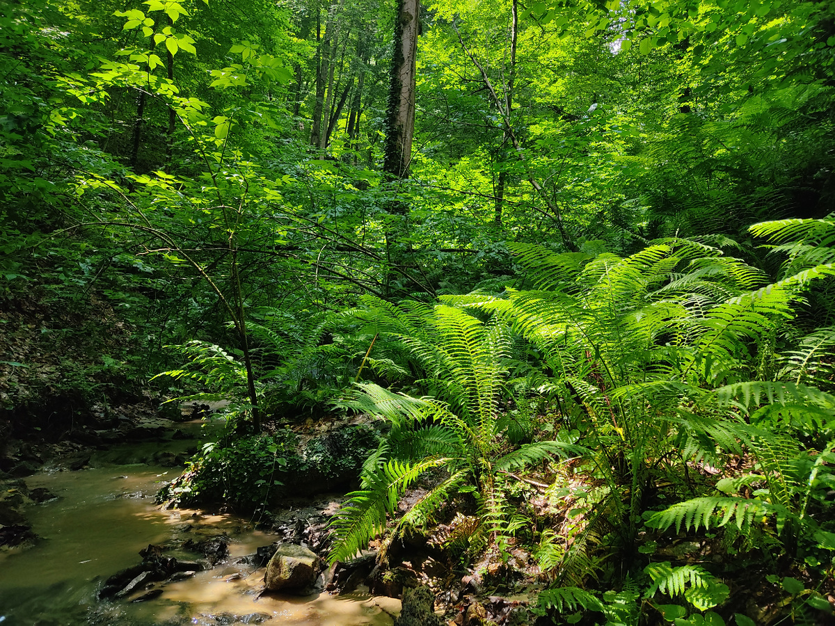 Большие вайи щитовника и страусника