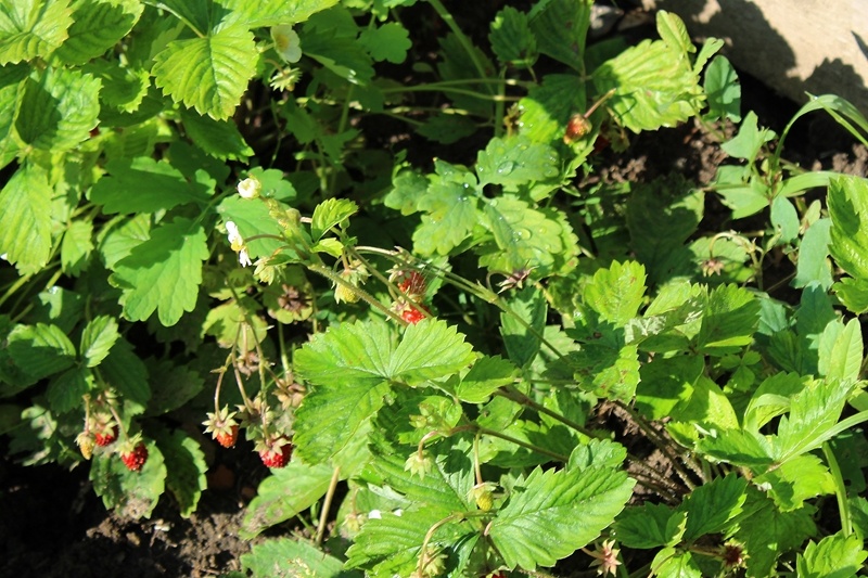 Ремонтантная земляника «Али-Баба» в августе. Московская область